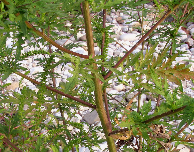 Ambrosia artemisiifolia L. 5.jpg
