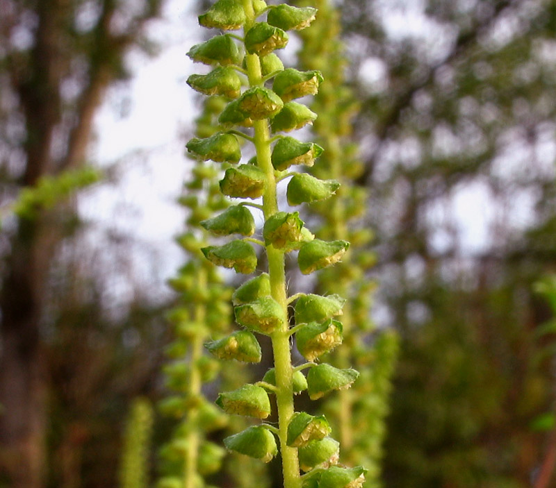 Ambrosia artemisiifolia L. 3.jpg