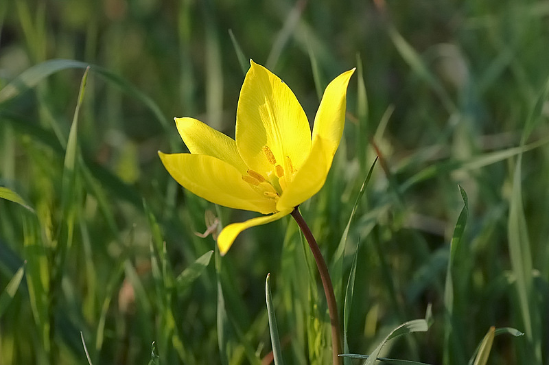 Tulipa_sylvestris_2.jpg