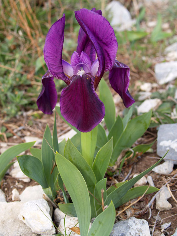 Iris lutescens %28Lam%29  Toirano %28SV%29  06-03-08.jpg