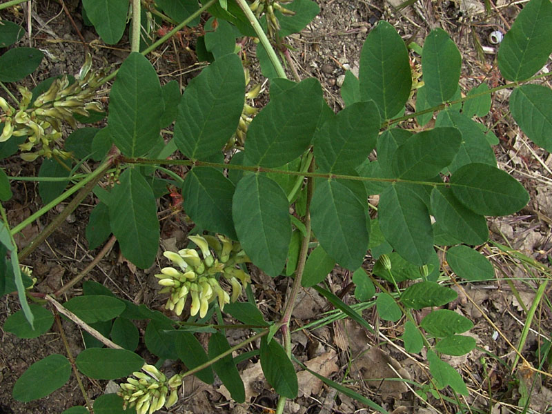 Astragalus-glycyphyllos1.jpg