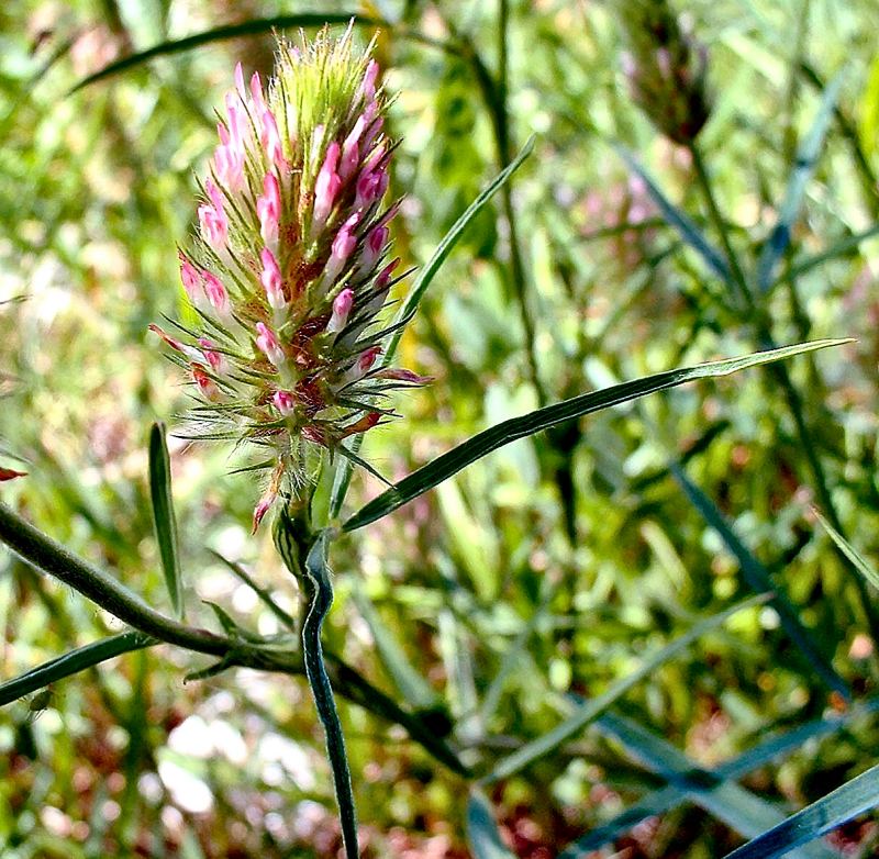 Trifolium_angustifolium.jpg