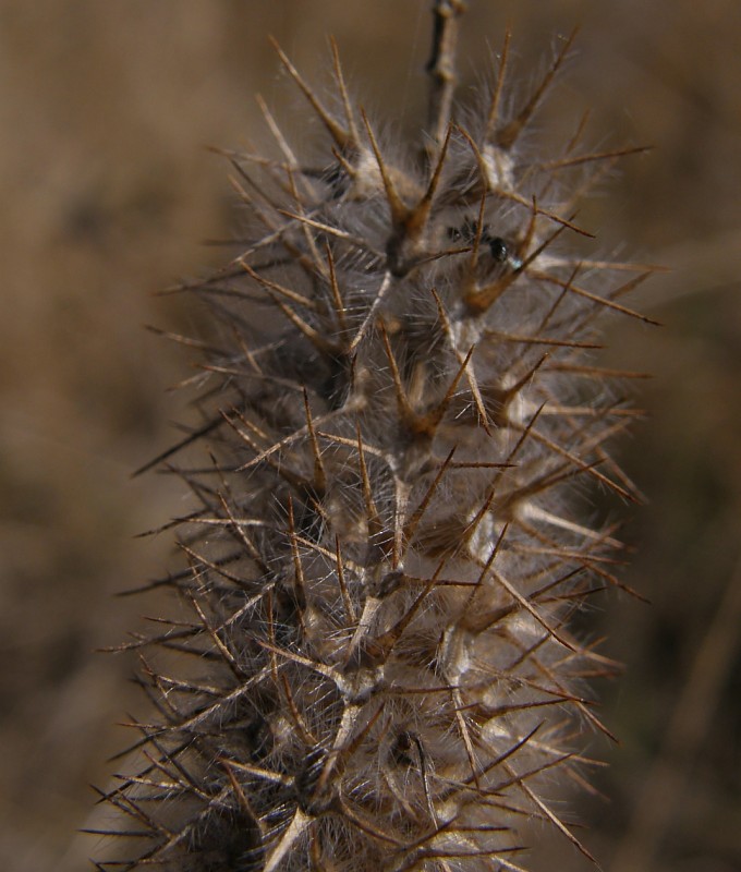 Trifolium-angustifolium-F-08-1d-ER.jpg