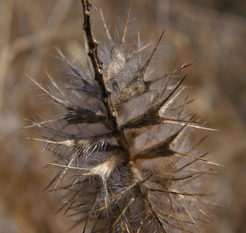 Trifolium-angustifolium-F-08-1f-ER.jpg