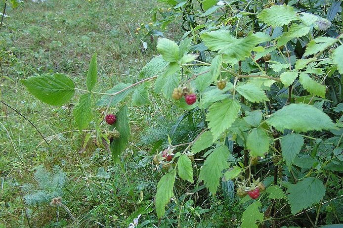 Rubus idaeus 828 01.jpg