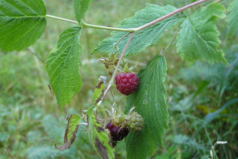 Rubus idaeus 828 02.jpg