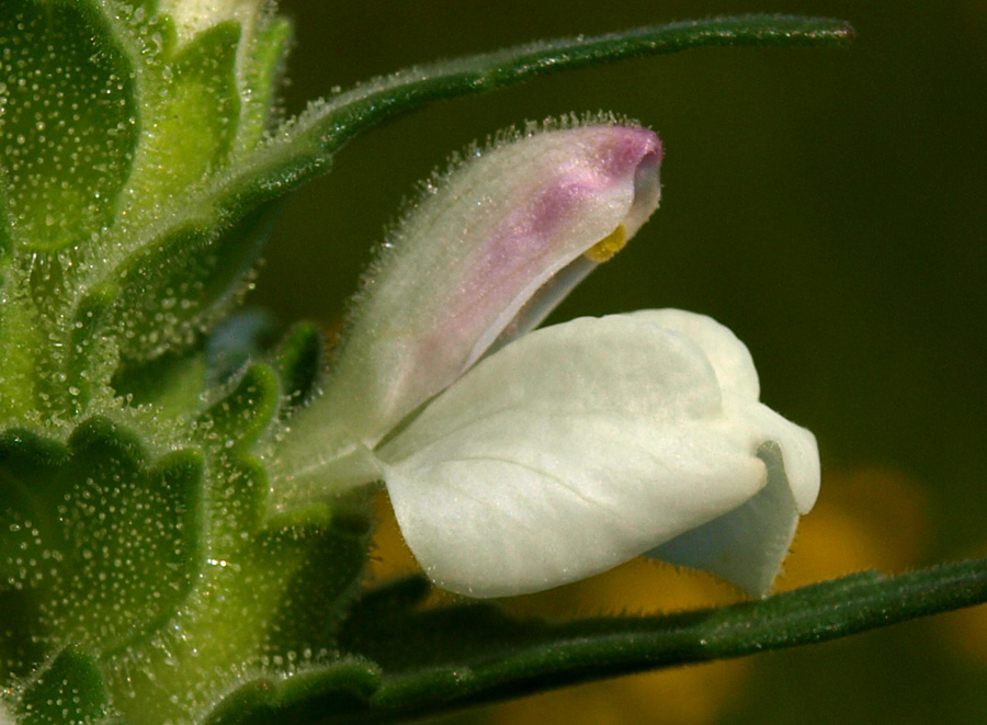 bellardia-trixago-4-311-(4).jpg