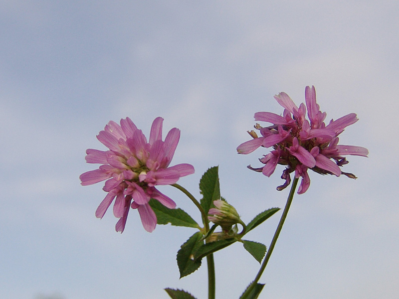 -Trifolium-resupinatum-.jpg