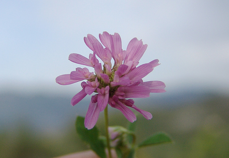 Trifolium-resupinatum-.jpg