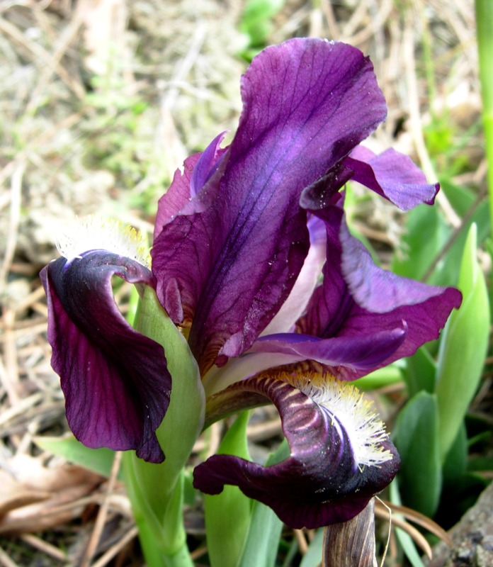 Iris lutescens Lam..JPG