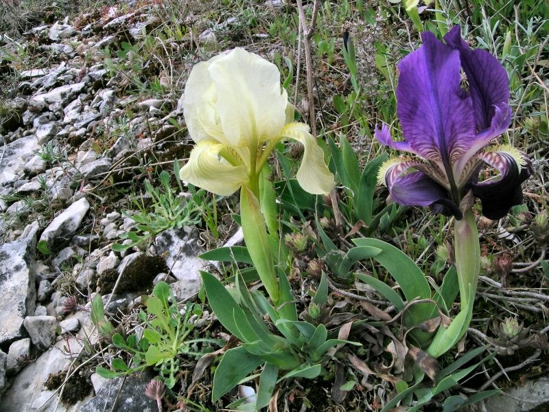 Iris chamaeiris1.jpg