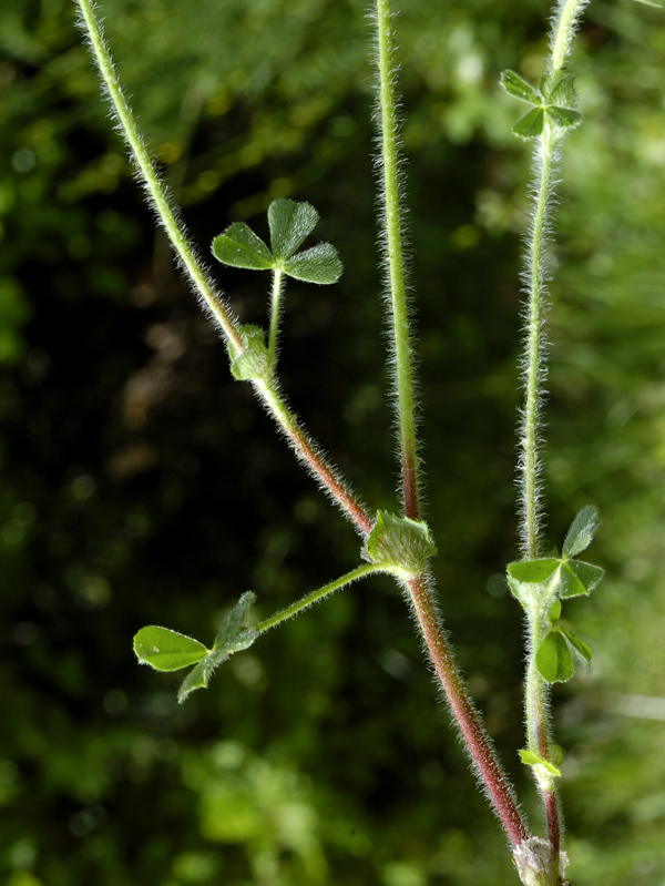 Trifolium stellatum L. {F 820}