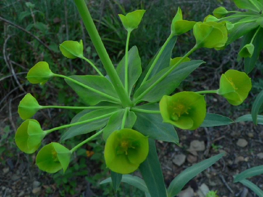 Euphorbia_biumbellata_P1040548.jpg