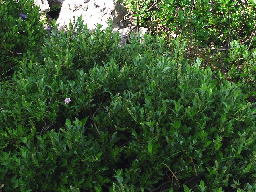 Salix waldsteiniana Willd. %282%29.jpg