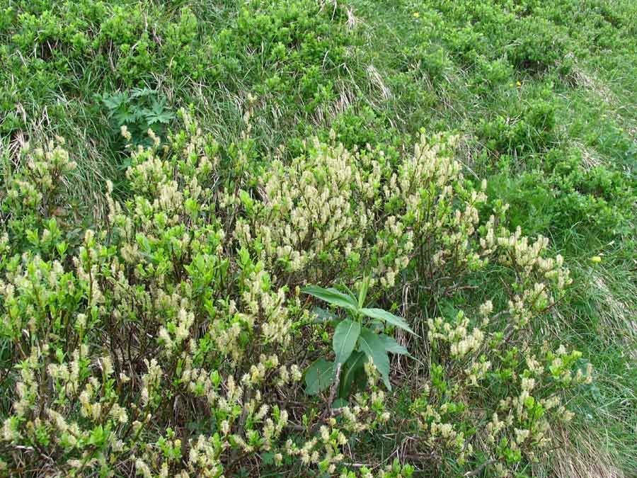 Salix waldsteiniana Willd. %283%29.jpg