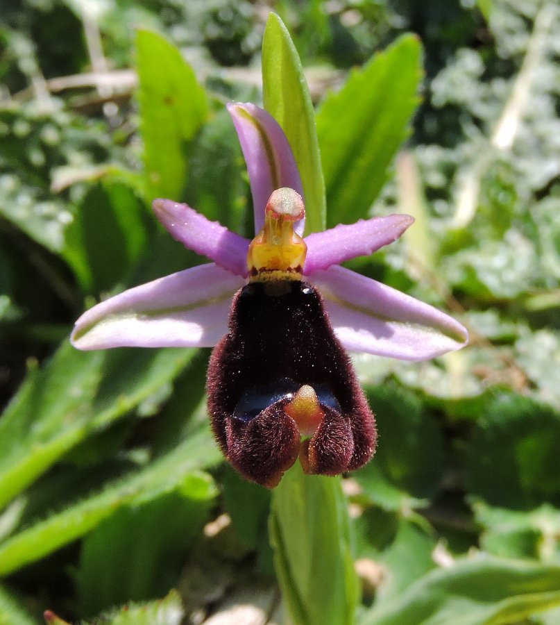 49-Ophrys bertolonii - Zingaro.JPG
