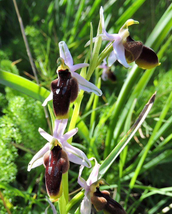 50-Ophrys lunulata - Zingaro - 18-04-2015 12-32-038.JPG