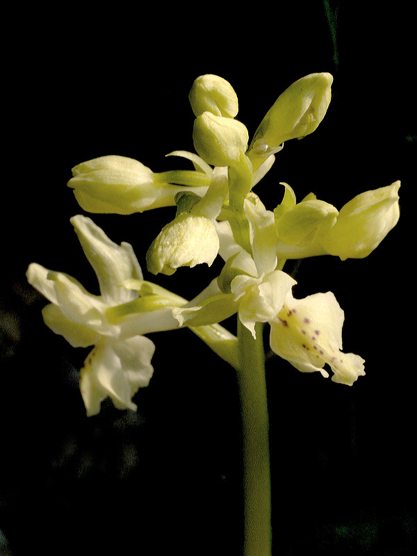 Orchis provincialis_207.jpg