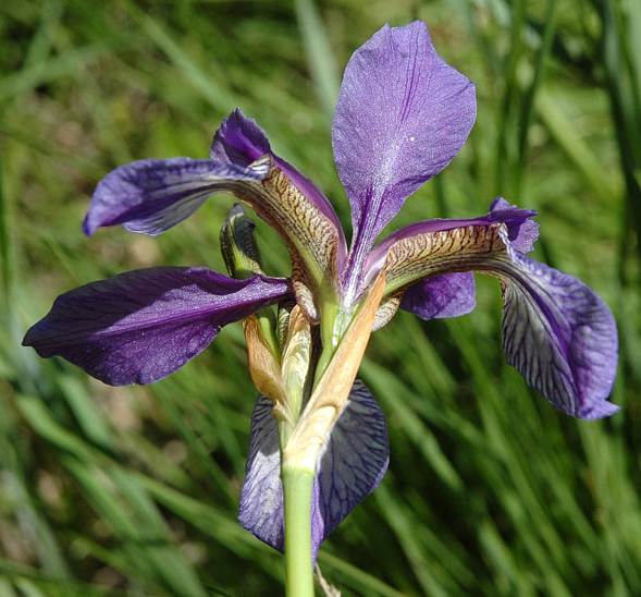 Iris sibirica L.1.JPG