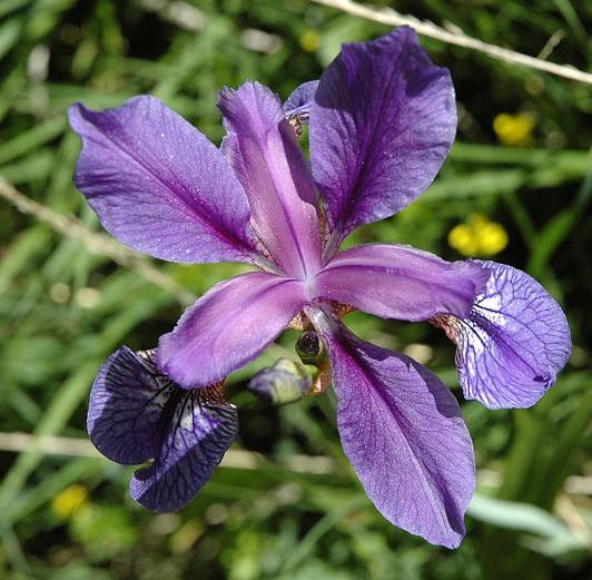 Iris sibirica L.2.JPG