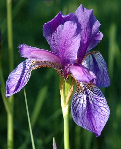 Iris sibirica L.3.JPG