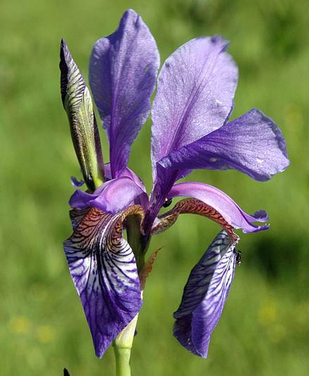 Iris sibirica L.7.JPG