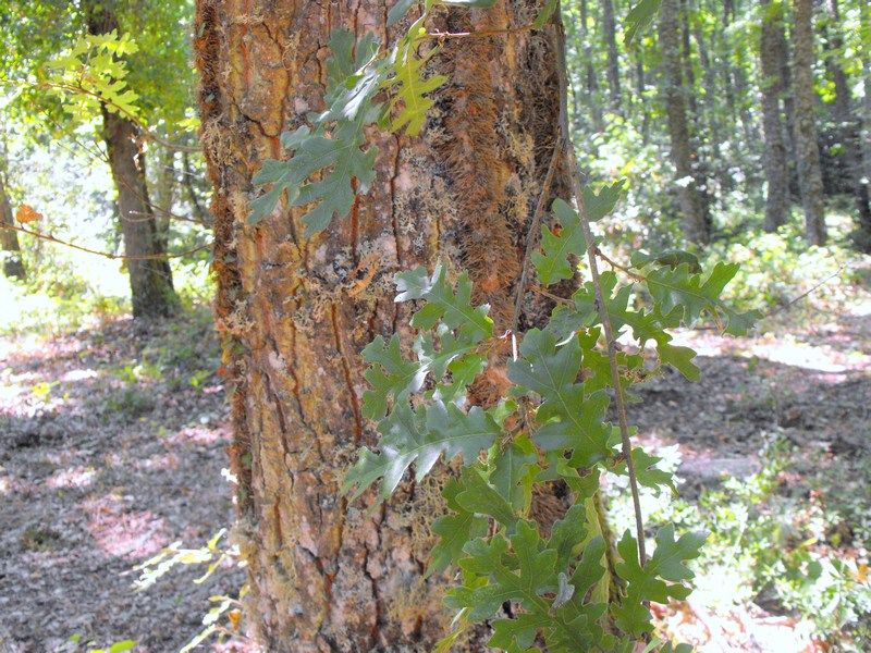 DSCF8423 - Quercus cerris.JPG