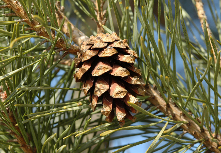 Pinus_sylvestris_11.jpg