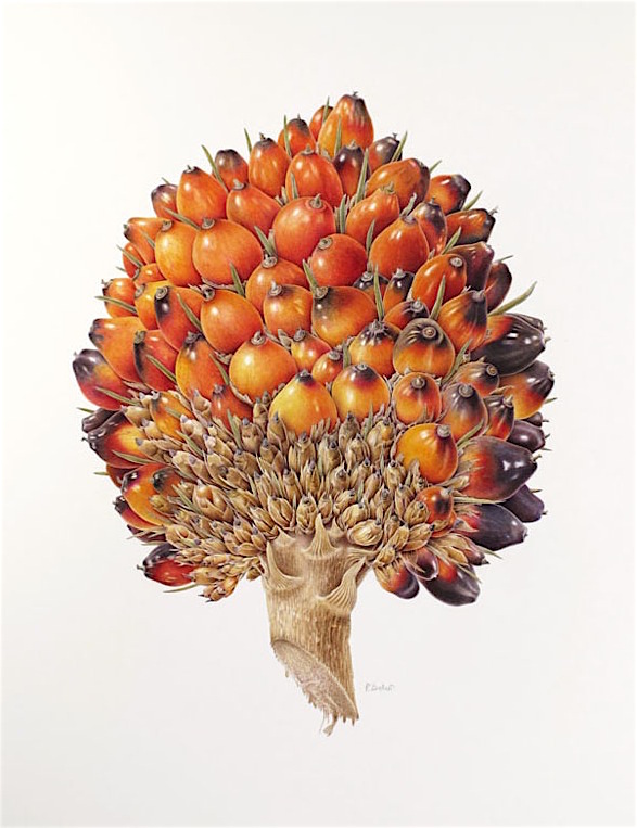 Pierino Delvò:  Palma da olio (Dendè), acquerello su carta, cm57x44, 2015
