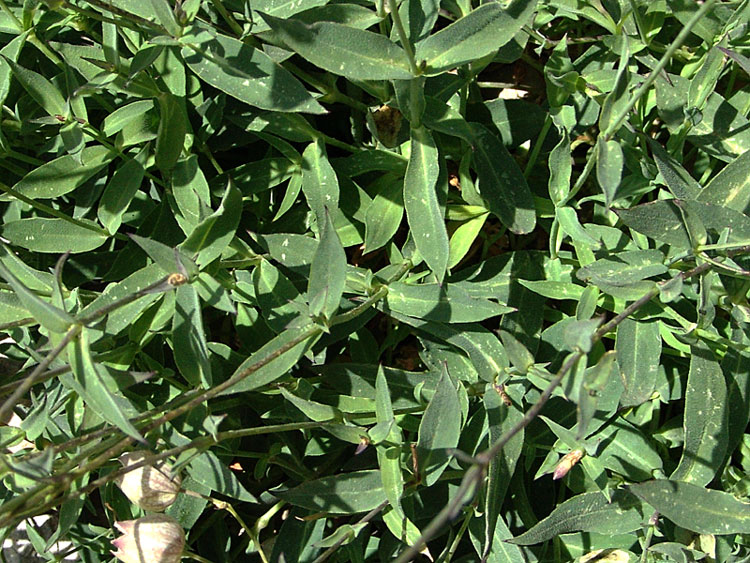 Silene-vulgaris-subsp.jpg