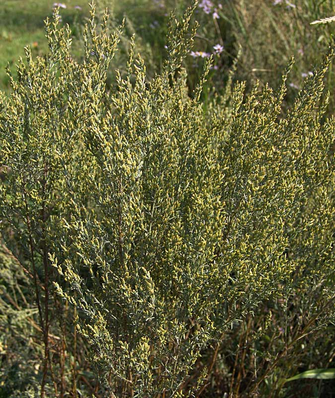 -Artemisia-caerulescens-.jpg