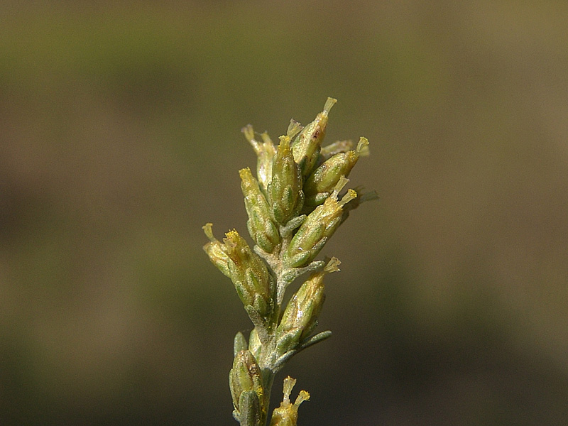 Artemisia--caerulescens-.jpg