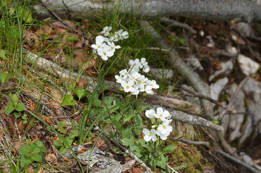 Cilento - Arabis alpina subsp. caucasica 2016506m036.jpg