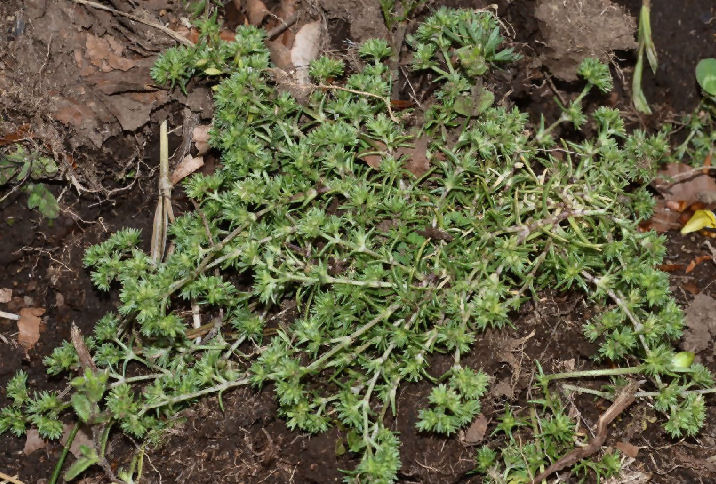 Cilento - Scleranthus polycarpos 2016506m150.jpg