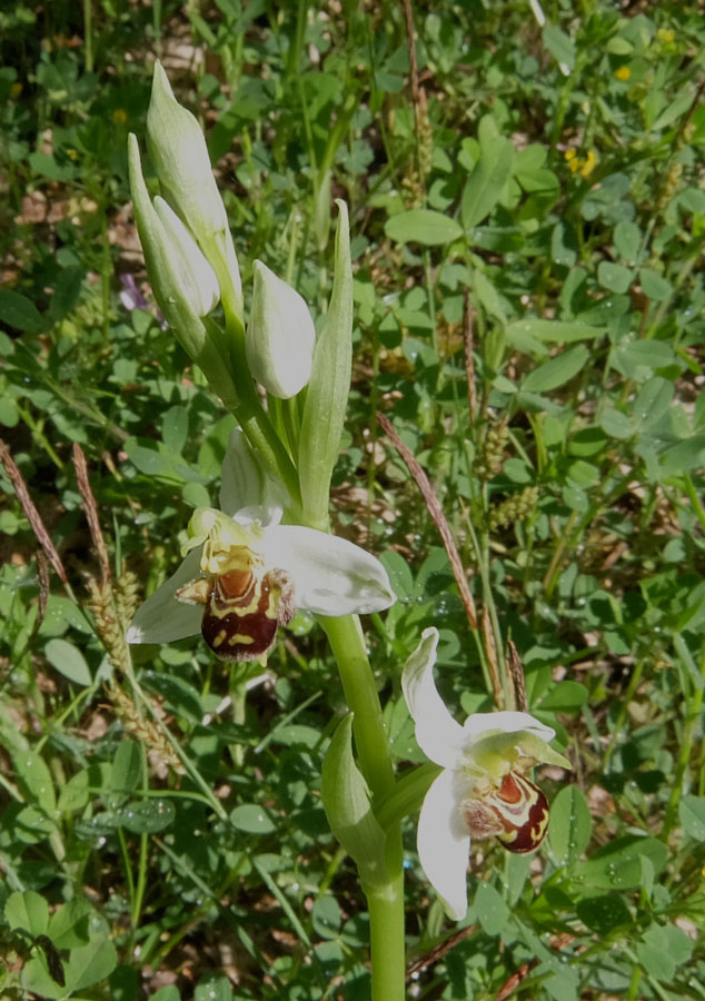 felitto-ophrys-apifera-(3).jpg