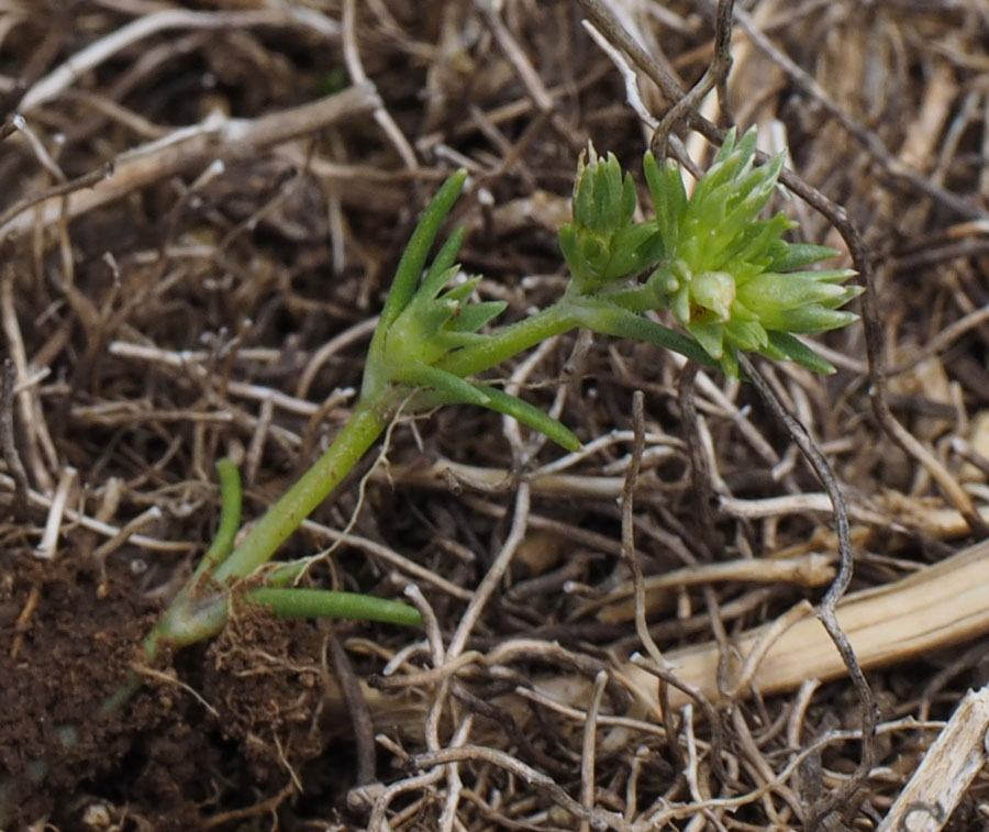 alburno-1-scleranthus-annuus-polycarpos.jpg