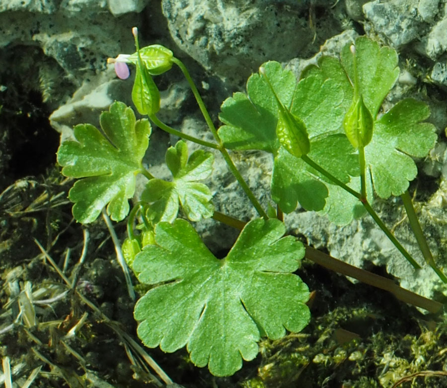 -felitto-geranium-lucidum-(1).jpg