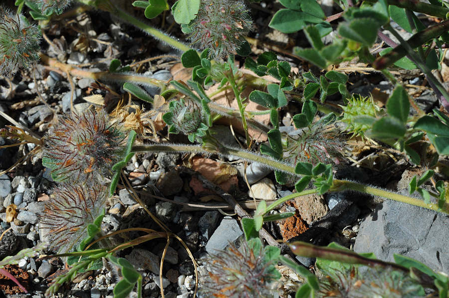 Trifolium cherleri_8612.jpg
