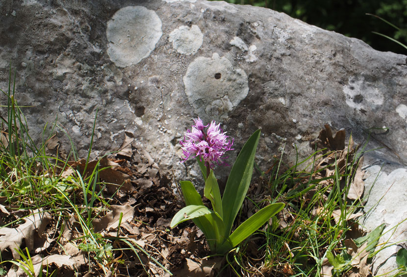vesalo-orchis-simia-(4).jpg