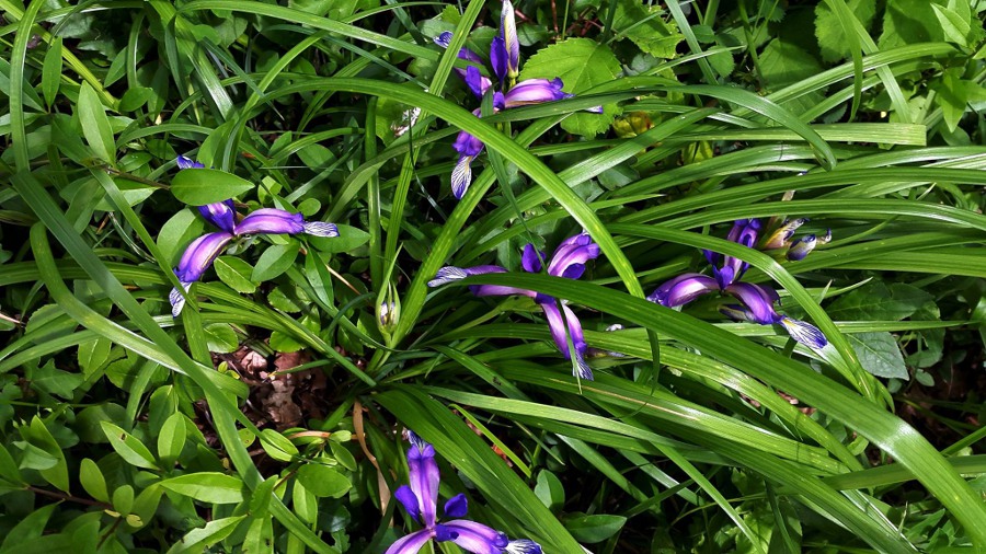 Iris graminea.jpg