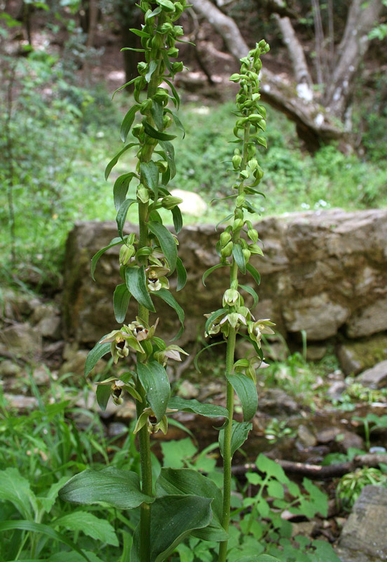 Epipactis helleborine (L.) Crantz subsp. tremolsii (Pau) E. Klein {F 296}