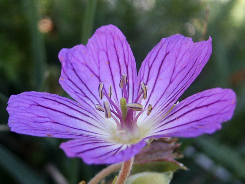 geranium austroapenninum 4.jpg