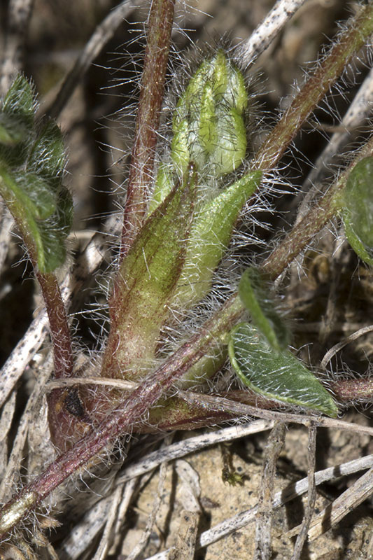 Oxytropis gr. montana_9.jpg