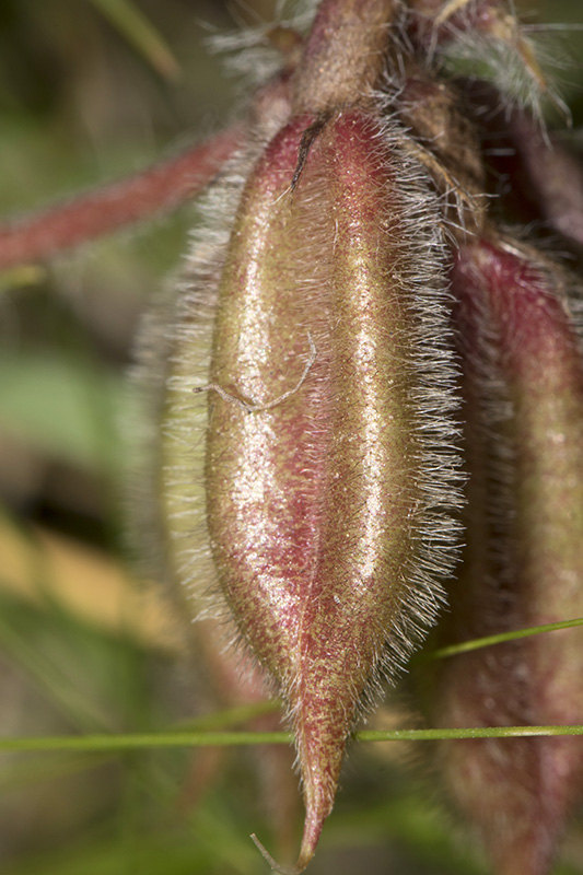 Oxytropis gr. montana_7.jpg