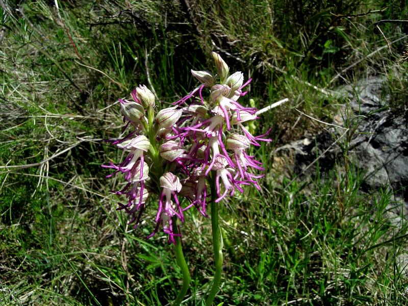 Orchis x bergonii1.jpg