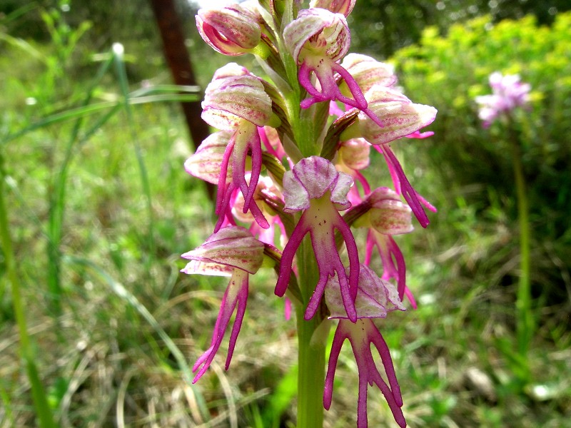 Orchis x bergonii5.jpg