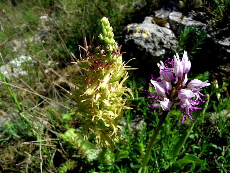 Orchis x bergonii3.jpg