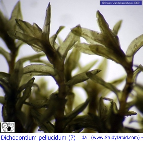 Dichodontium pellucidum,.jpg