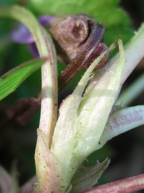 Viola alba ibrido 6.jpg