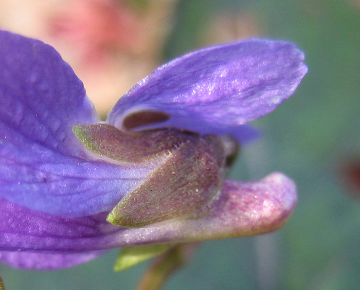 Viola alba ibrido 7.jpg